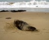 Hooker Sea Lion

Trip: New Zealand
Entry: The Deep South.
Date Taken: 17 Mar/03
Country: New Zealand
Viewed: 2154 times
Rated: 5.5/10 by 2 people